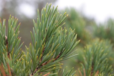 Bulanık arka planda çam dalı aşırı yakın plan, Estonya