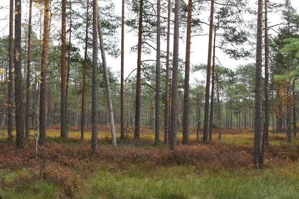 Impresionante Vista Del Bosque Pinos Utumn Con Colores Otoño Estonia — Foto de Stock