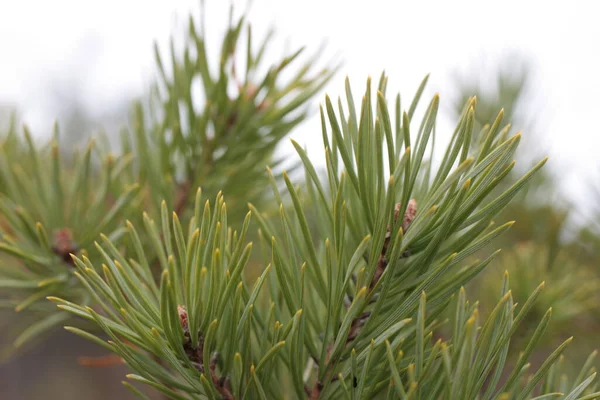 Pine Κλαδί Ακραία Γκρο Πλαν Θολή Φόντο Εσθονία — Φωτογραφία Αρχείου
