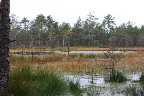 Fantastisk Utsikt Över Skogssjön Med Höstfärger Estland — Stockfoto