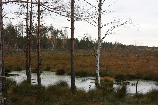 Abedules Pinos Pantano Forestal Otoño Estonia —  Fotos de Stock