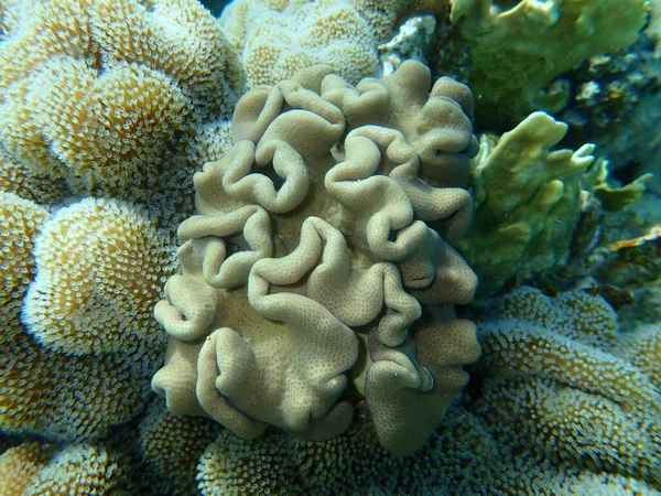 Жорсткий Шкіряний Корал Sarcophyton Glaucum Під Морем Червоне Море Єгипет — стокове фото