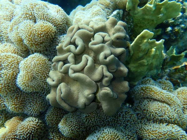 Σκληρό Κοράλλι Από Δέρμα Sarcophyton Glaucum Υποθαλάσσιο Ερυθρά Θάλασσα Αίγυπτος — Φωτογραφία Αρχείου