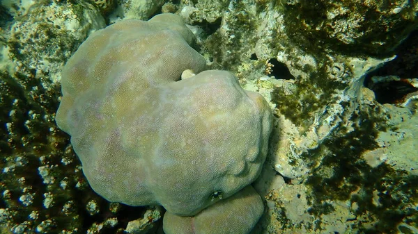 Hump Coral Porites Lutea Var Nebo Solida Var Výsledkem Vandal — Stock fotografie