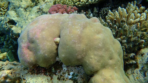 Coral Corcunda Porites Lutea Var Solida Var Com Resultado Piada — Fotografia de Stock