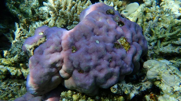 Lob mercanı, hörgüçlü mercan (Porites lobata) denizaltı, Kızıl Deniz, Mısır, Sina, Ras Mohammad Milli Parkı