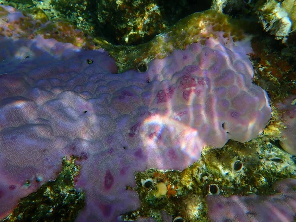 ローブサンゴ ハンプサンゴ礁 Porites Lobata エジプト シナイ モハマド国立公園 — ストック写真