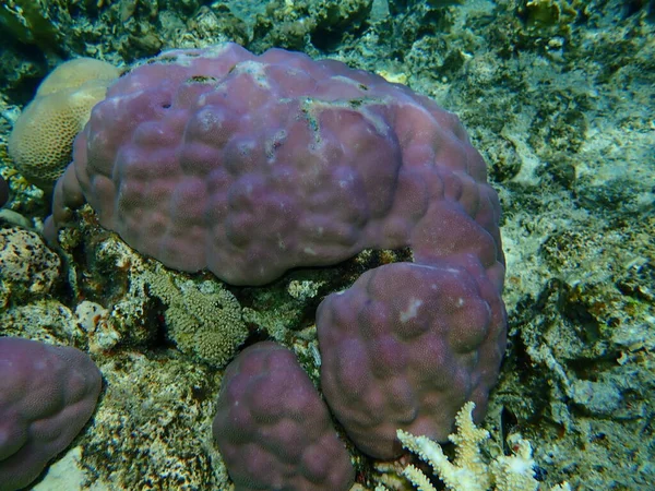 ローブサンゴ ハンプサンゴ礁 Porites Lobata エジプト シナイ モハマド国立公園 — ストック写真