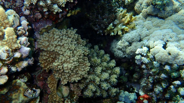 Fingergelappte Weichkorallen Sinularia Leptoclados Und Blumenkohl Korallen Raspelkorallen Pocillopora Verrucosa — Stockfoto