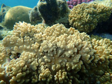 Parmak uçlu yumuşak mercan (Sinularia leptoclados) denizaltı, Kızıl Deniz, Mısır, Sharm El Sheikh, Nabq Körfezi