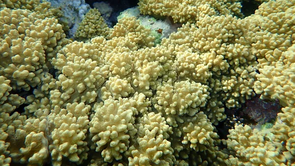 Parmak Uçlu Yumuşak Mercan Sinularia Leptoclados Denizaltı Kızıl Deniz Mısır — Stok fotoğraf