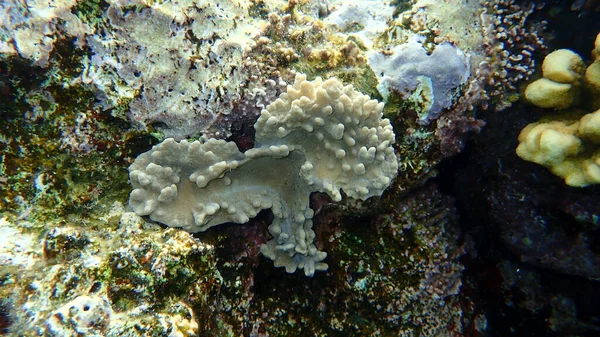Zacht Koraal Met Vingerlobben Sinularia Leptoclados Onderzees Rode Zee Egypte — Stockfoto