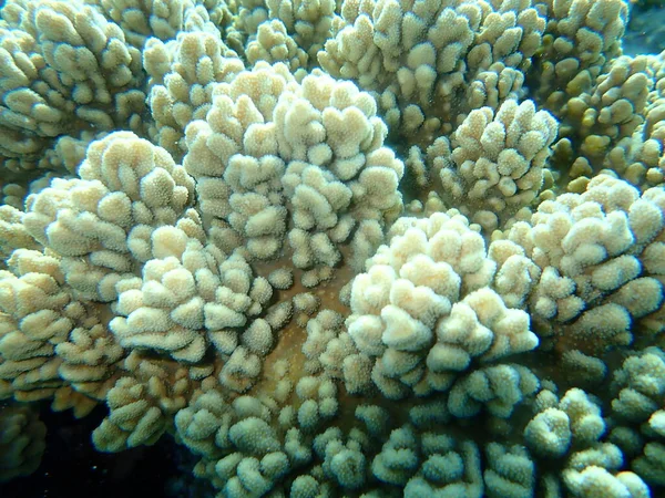 Ujj Lobed Puha Korall Sinularia Leptoclados Tenger Alatt Vörös Tenger — Stock Fotó
