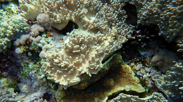 Coral Macio Lobado Pelos Dedos Sinularia Leptoclados Coral Ouriço Echinopora — Fotografia de Stock