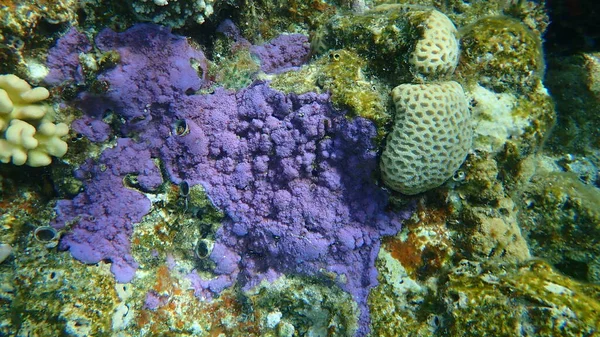 Coral Poroso Montipora Mollis Submarino Mar Vermelho Egito Sinai Parque — Fotografia de Stock