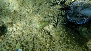 Deniz salyangozu Akdeniz konisi (Conus ventricosus) deniz altı, Ege Denizi, Yunanistan, Halkidiki