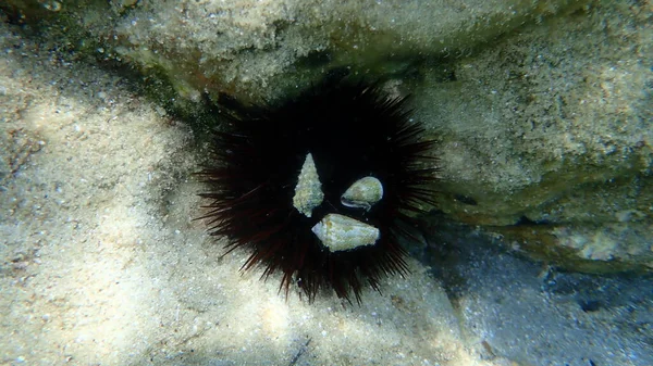 Sea snail Mediterranean cone (Conus ventricosus) undersea, Aegean Sea, Greece, Halkidiki