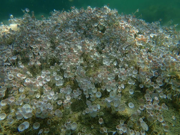 Green Algae Acetabularia Acetabulum Undersea Aegean Sea Greece Halkidiki — 스톡 사진