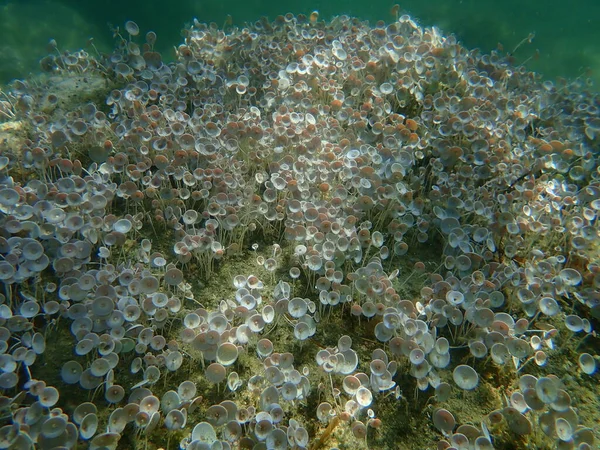 緑藻アセトワバリアアセトワブルム海底 エーゲ海 ギリシャ ハルキディキ — ストック写真