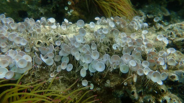 Algas Verdes Acetabularia Acetabulum Submarino Mar Egeu Grécia Halkidiki — Fotografia de Stock