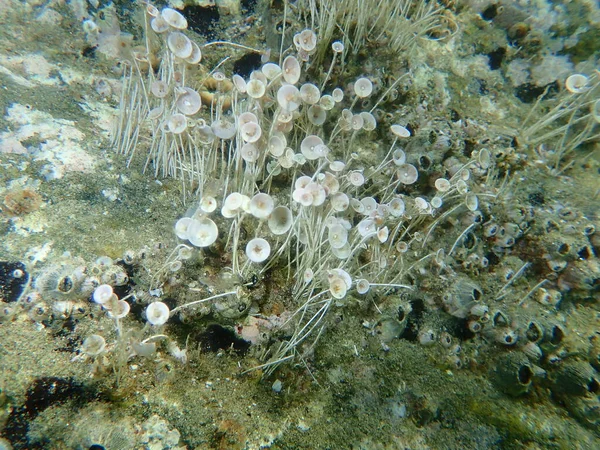 Πράσινο Φύκος Acetabularia Acetabulum Undersea Αιγαίο Ελλάδα Χαλκιδική — Φωτογραφία Αρχείου