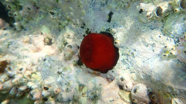 Closed Plum Anemone Beadlet Anemone Red Sea Anemone Actinia Equina — Stock Photo, Image