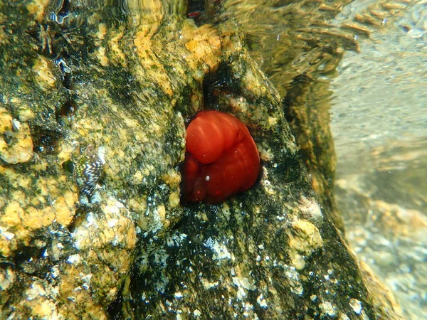 閉じた梅のアネモネ ビーズレットアネモネまたは紅海のアネモネ Actinia Equina エーゲ海 ギリシャ ハルキディキ — ストック写真