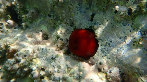 Closed Plum Anemone Beadlet Anemone Red Sea Anemone Actinia Equina — Stock Photo, Image