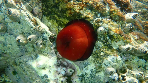 Closed Plum Anemone Beadlet Anemone Red Sea Anemone Actinia Equina — Stock Photo, Image