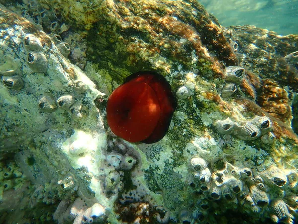 Closed Plum Anemone Beadlet Anemone Red Sea Anemone Actinia Equina — Stock Photo, Image