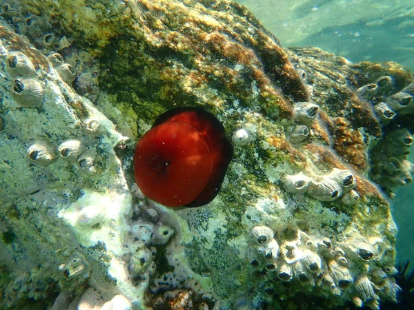 Closed Plum Anemone Beadlet Anemone Red Sea Anemone Actinia Equina — Stock Photo, Image