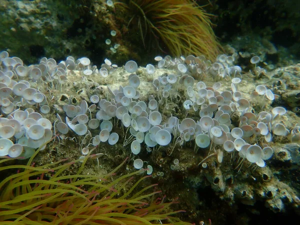 Acetabularia Acetabulum Algas Verdes Anémona Snakelocks Anemonia Viridis Bajo Mar — Foto de Stock