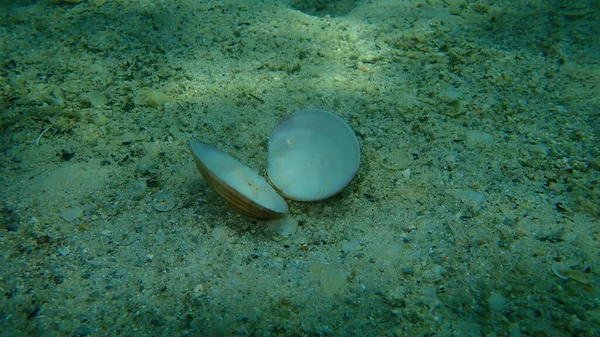 Concha Molusco Bivalves Molusco Liso Callista Chione Fundo Mar Subaquático — Fotografia de Stock