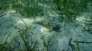 Karadeniz (Gobius niger), Ege Denizi, Yunanistan, Halkidiki