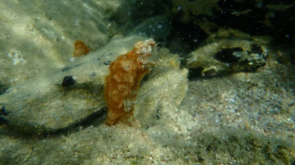 Hrudka Sinic Dříve Nazývaná Modrozelené Řasy Cyanophyta Podmořské Egejské Moře — Stock fotografie
