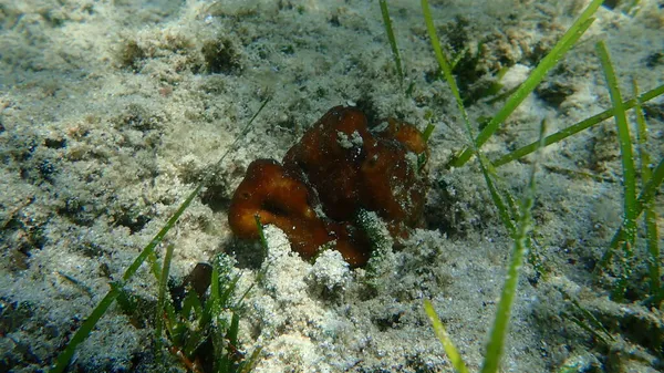 Leverspons Chondrilla Nucula Onderzees Egeïsche Zee Griekenland Halkidiki — Stockfoto