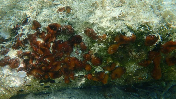 Hicken Liver Sponge Caribbean Chicken Liver Sponge Chondrilla Nucula Undersea — 图库照片