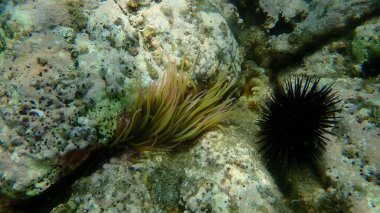 Snakelocks anemonu (Anemonia viridis) deniz altı, Ege Denizi, Yunanistan, Halkidiki
