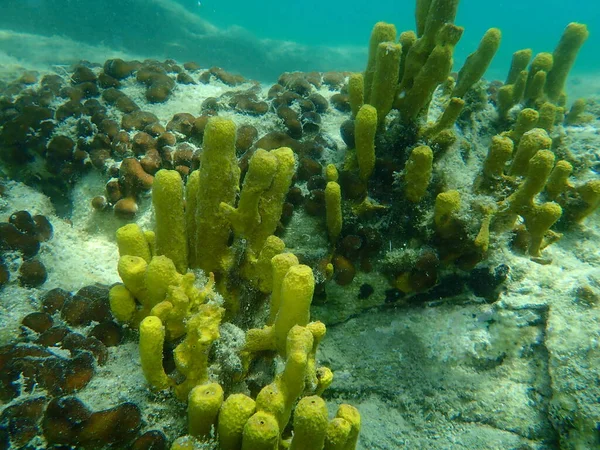 Esponja Amarela Esponja Dourada Esponja Aureate Aplysina Aerophoba Submarina Mar — Fotografia de Stock