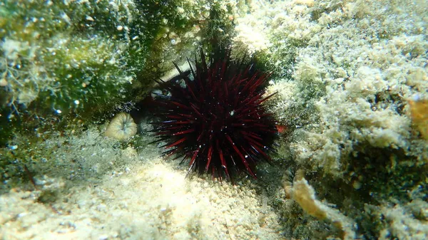 Riccio Mare Viola Riccio Mare Pietroso Riccio Mare Roccioso Paracentrotus — Foto Stock