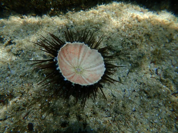 Dead Purple sea urchin, Rock sea urchin or Stony sea urchin (Paracentrotus lividus) undersea, Aegean Sea, Greece, Halkidiki