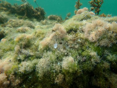 Deniz yosunları narin mercan otları (Jania rubens) deniz altı, Ege Denizi, Yunanistan, Halkidiki