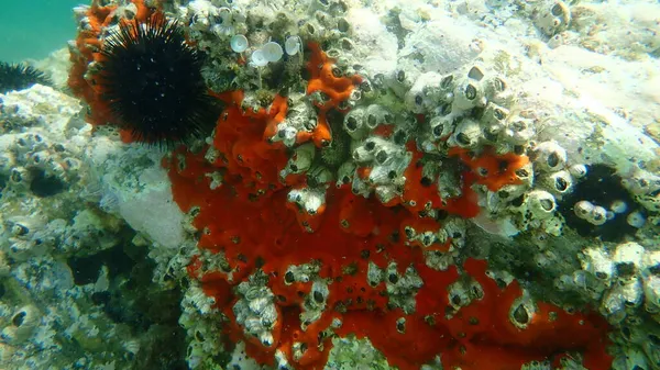 希腊爱琴海Halkidiki海底红色压扁海绵或橙红色压扁海绵 Crambe Crambe — 图库照片