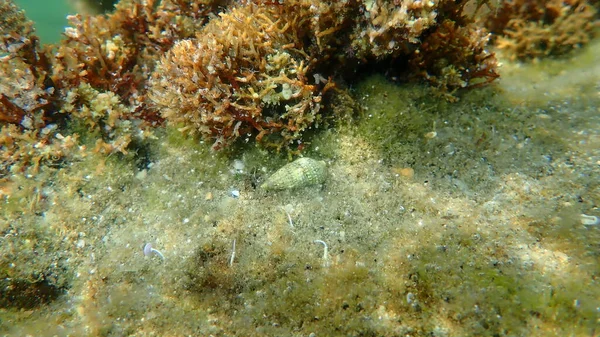 Seashell Sea Snail Mediterranean Cerith Cerithium Lividulum Sea Bottom Aegean — Stock Photo, Image
