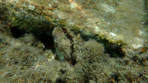 Bivalve Mollusc Thorny Ústřice Spinous Hřebenatka Nebo Evropské Trnité Ústřice — Stock fotografie