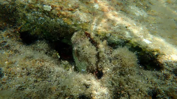 双壳软体动物索尼牡蛎 刺扇贝或欧洲刺牡蛎 Spondylus Gaederopus 爱琴海 Halkidiki — 图库照片