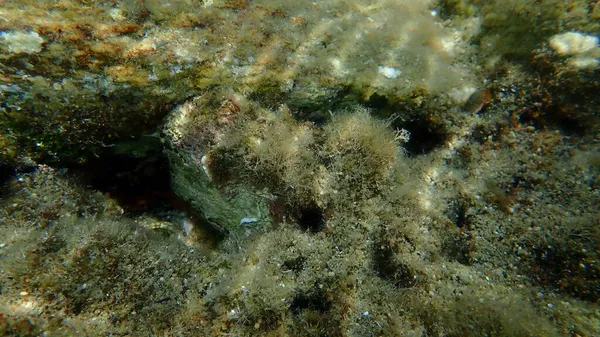 Molusco Bivalve Ostra Espinhosa Vieira Espinhosa Ostra Espinhosa Europeia Spondylus — Fotografia de Stock