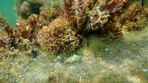 Seashell of sea snail Mediterranean cerith (Cerithium lividulum) and brown algae Cystoseira amentacea undersea, Aegean Sea, Greece, Halkidiki
