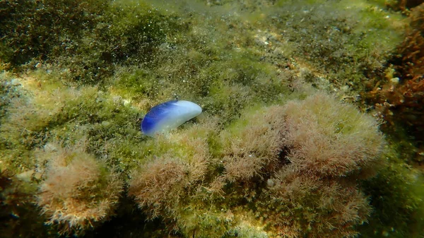 Морська Мушля Двостулкових Молюсків Mytilus Edulis Під Морем Егейське Море — стокове фото