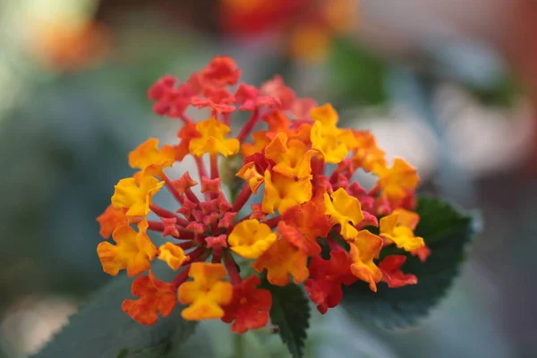 Macro Extrema Lantana Comum Lantana Camara Flores Sobre Fundo Borrado — Fotografia de Stock